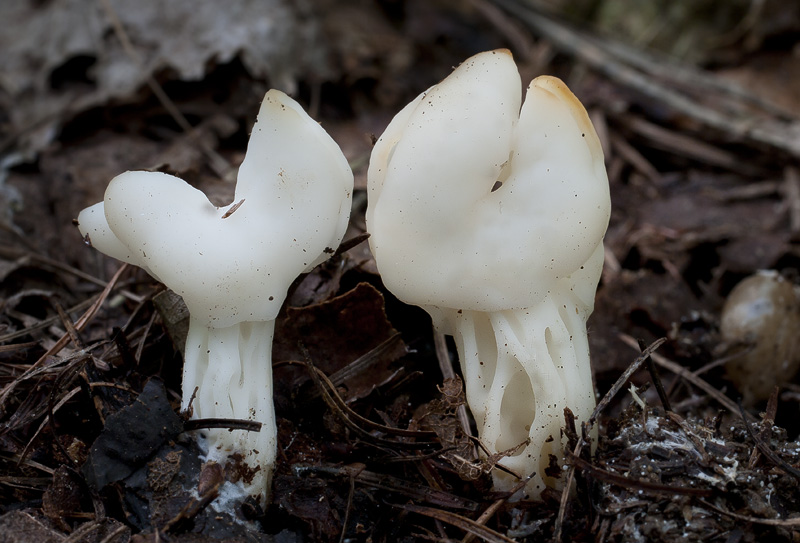 Helvella lactea